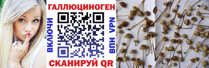 купить наркоту  Бодайбо  mega tor  Галлюциногенные грибы мицелий 